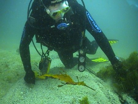 Weedy sea dragon just passing by.
Taken at Jervis bay, A... by Steven Gibney 