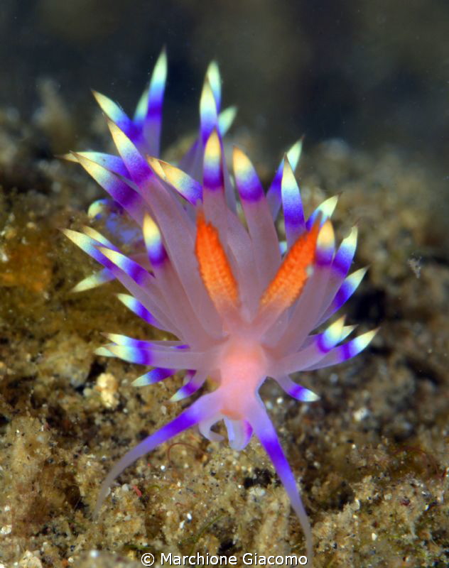 Flabellina
Nikon D800E , 105 micro Nikon, twin strobo
L... by Marchione Giacomo 