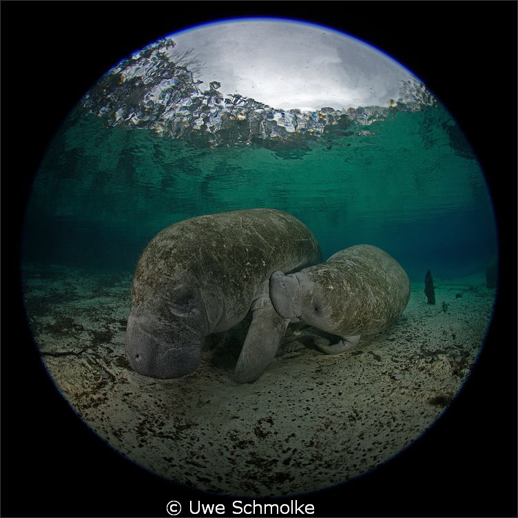 Always hungry -

Have fun watching. by Uwe Schmolke 