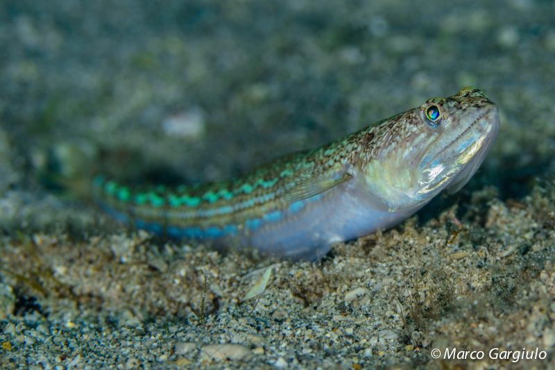Mediterranean Lizard Fish by Marco Gargiulo 