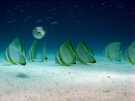 Playing the shepherd - Puffer with Batfish.
Taken in abo... by John Mcguigan 