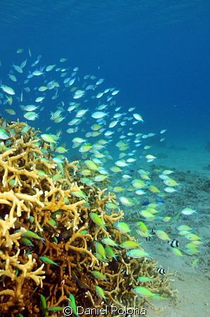 Shallows of Vava'u, Tonga by Daniel Poloha 