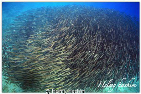 Barracuda2 by Helmy Hashim 