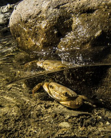 [:b:]Reflection crab[:/b:] by Francesco Pacienza 