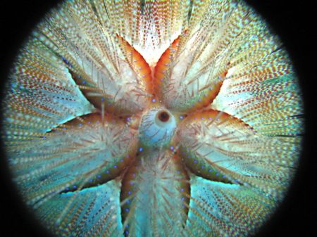 blue-spotted urchin, wailea, maui. 
canon s70, inon d200... by Dylan Matheson 