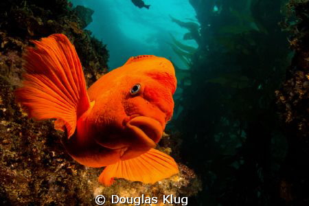 Close-up and colorful. Southern California's signature fi... by Douglas Klug 