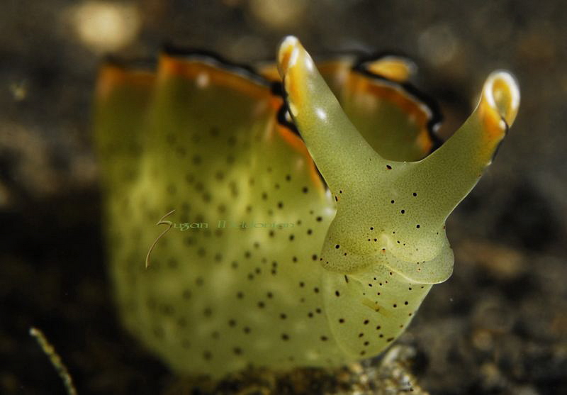Elysia Ornata by Suzan Meldonian 