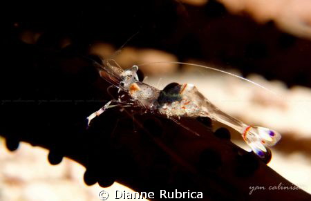 Shot taken with Sony RX100/Recsea Housing. @Evo Reef, Mal... by Dianne Rubrica 