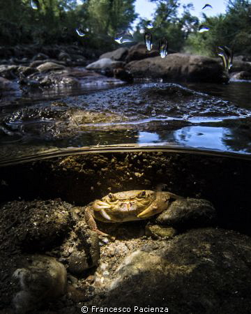 Tiny river's crab by Francesco Pacienza 