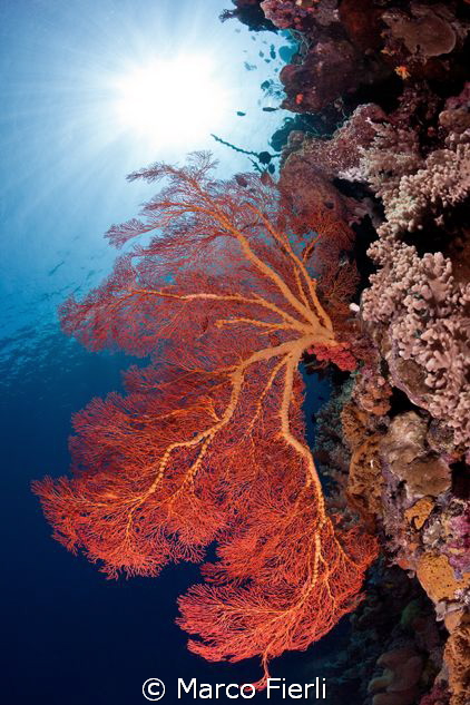 knotted sea fan by Marco Fierli 