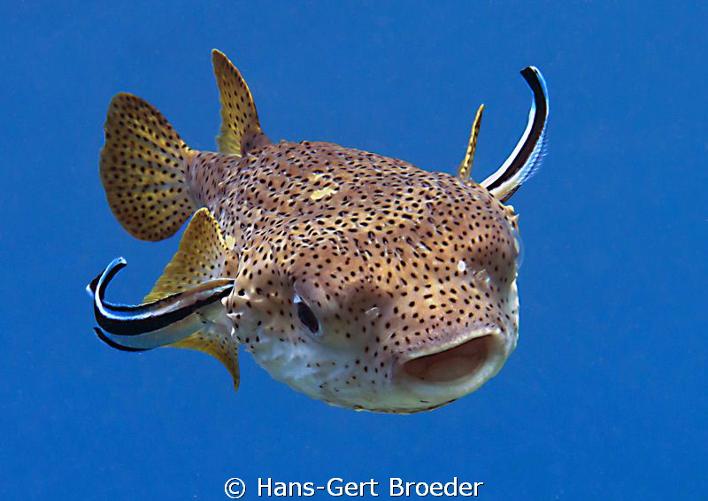 Porcupinefish
approaching, Airbus with new wings
Bunake... by Hans-Gert Broeder 