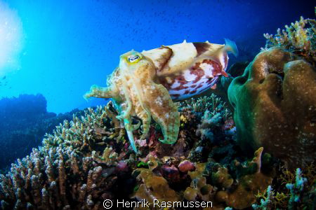 Cuttlefish on reef. Taken with a canon 50D, Tokina 10-17m... by Henrik Rasmussen 