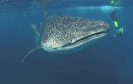 Whale shark and snorkeller, Seychelles.
Taken with a Nik... by David Stephens 