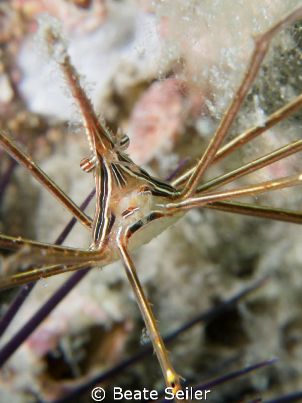Arrow crab form "Under the Bridge" by Beate Seiler 