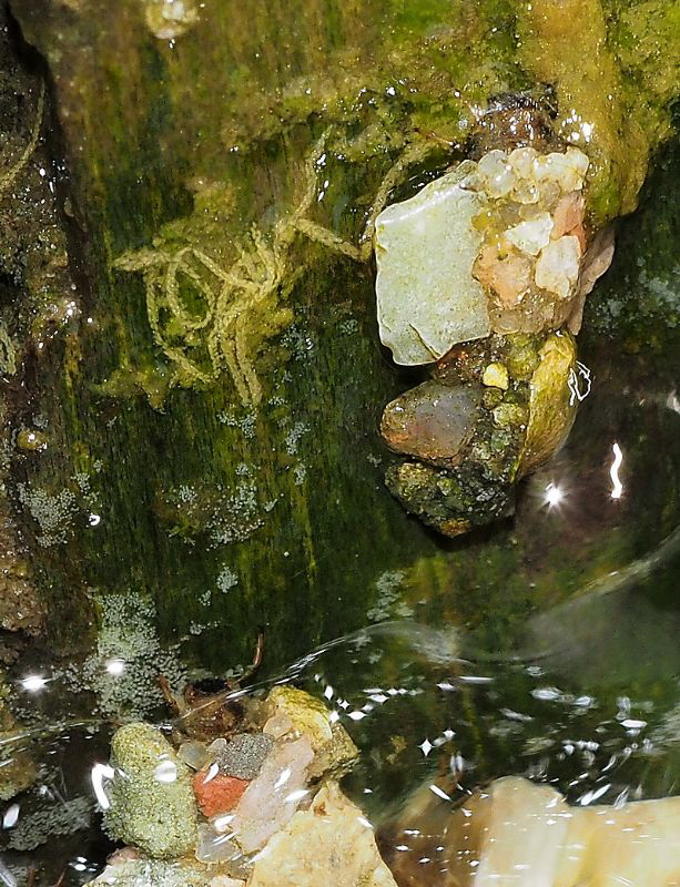 silo larvae crawling up jetty post  			
to feast on dipt... by Chris Krambeck 