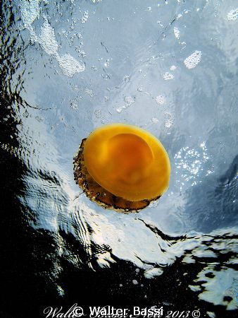 Cassiopea by Walter Bassi 