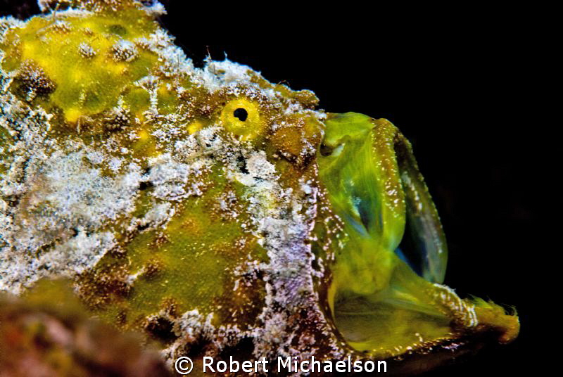 Frogfish on the reef at Capt Don's Habitat in Bonaire. It... by Robert Michaelson 
