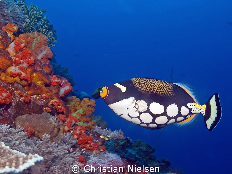 Colors of Komodo. Common subject, but I still love the de... by Christian Nielsen 