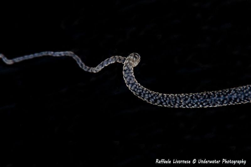 Alicia mirabilis by Raffaele Livornese 