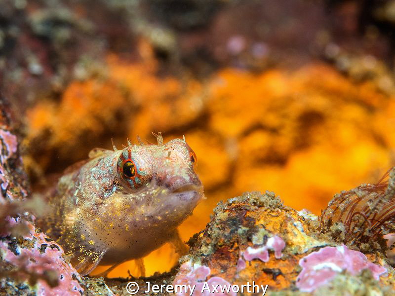 Snubnose? Sculpin by Jeremy Axworthy 