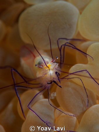 Bubble coral shrimp
Olympus EPM1, Olympus 60 mm macro, S... by Yoav Lavi 