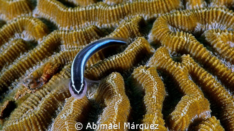 Goby by Abimael Márquez 
