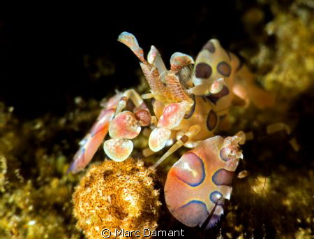 This Harlequin Shrimp posed regally for a couple minutes ... by Marc Damant 