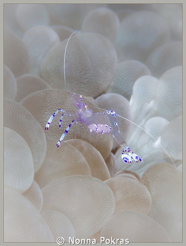 Shrimp by Nonna Pokras 