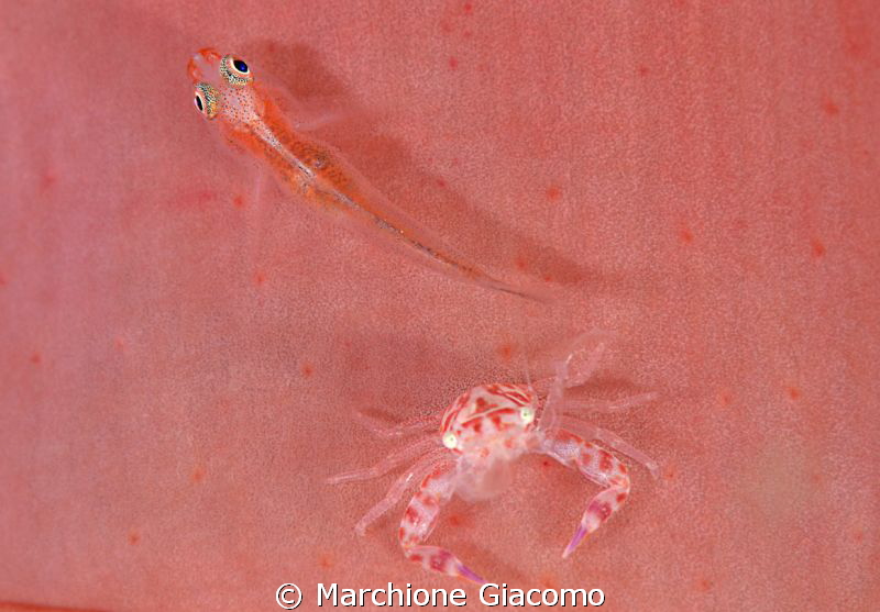 Strange couple
Nikon d800E, 105 micro Nikon, twin strobo... by Marchione Giacomo 