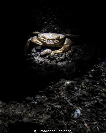 [:b:]Crab[:/b:] by Francesco Pacienza 