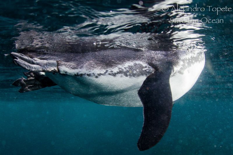 Pinguin on surface, Galapagos Ecuador by Alejandro Topete 