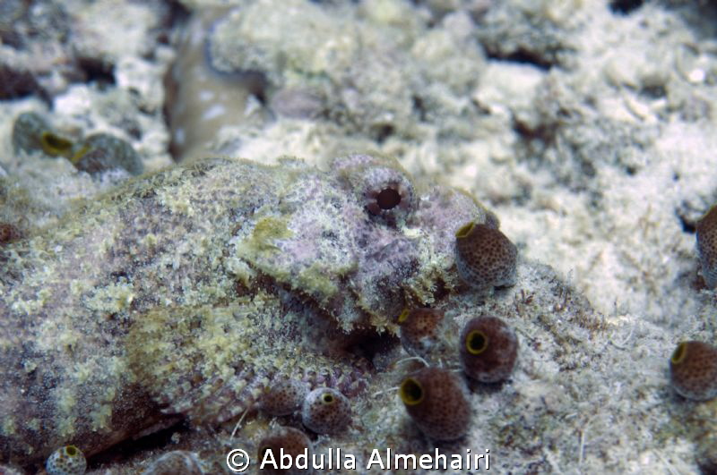 Macro by Abdulla Almehairi 