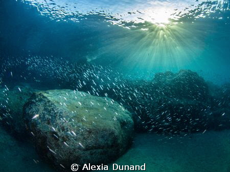 When the sun comes out. Early morning dive! by Alexia Dunand 