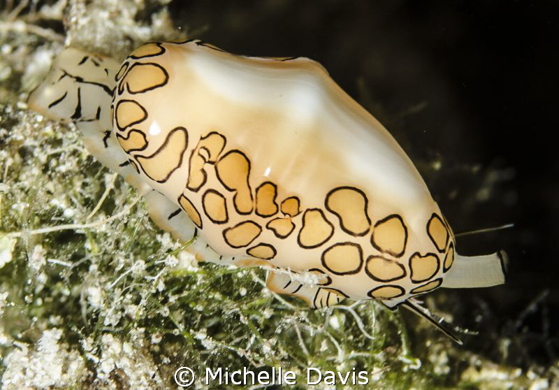 Flamingo Tongue by Michelle Davis 