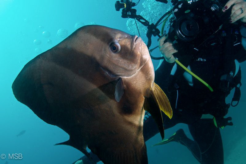 The batfish wants to be a model. Nikon D800 and Nikkor 16... by Mehmet Salih Bilal 