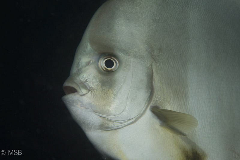 Batfish portrait. by Mehmet Salih Bilal 