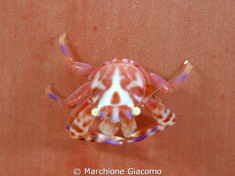 Porcelain crab on soft coral pink
Nikon D800E, 105 micro... by Marchione Giacomo 