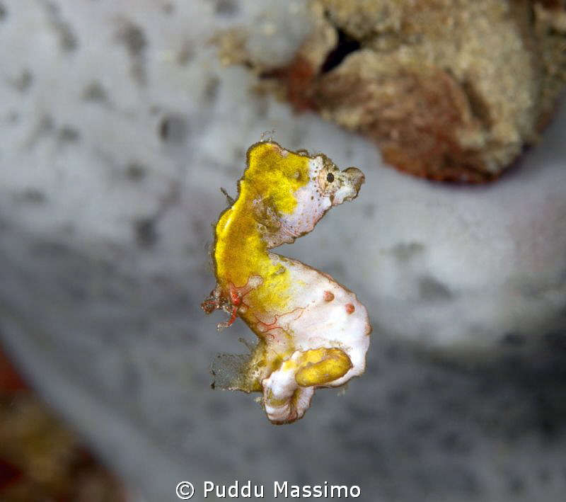 Ponthoy escape from my strobes,nikon D800e 105 macro,gang... by Puddu Massimo 