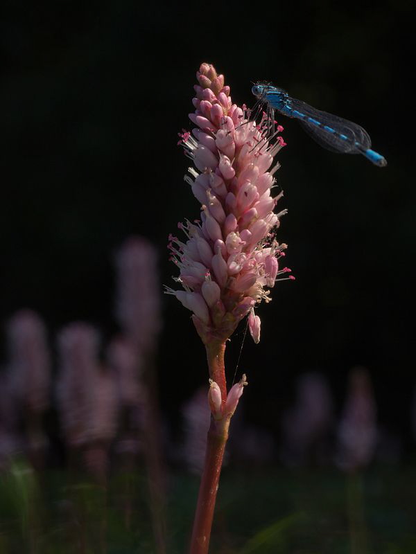 bluet damselfly on
Polygonum amphibium by Chris Krambeck 