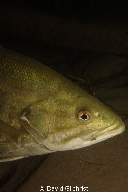 Bass portrait, Niagara River by David Gilchrist 