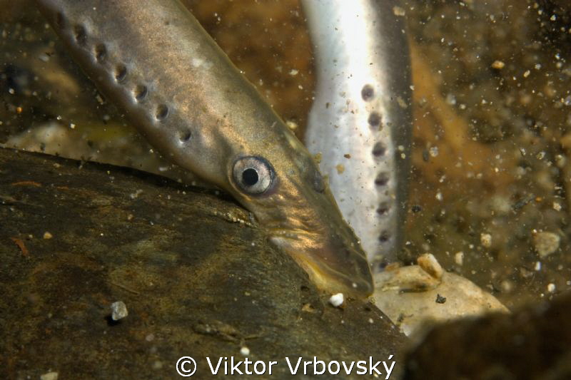 In the River Stream - European Brook Lamprey (Lampetra pl... by Viktor Vrbovský 