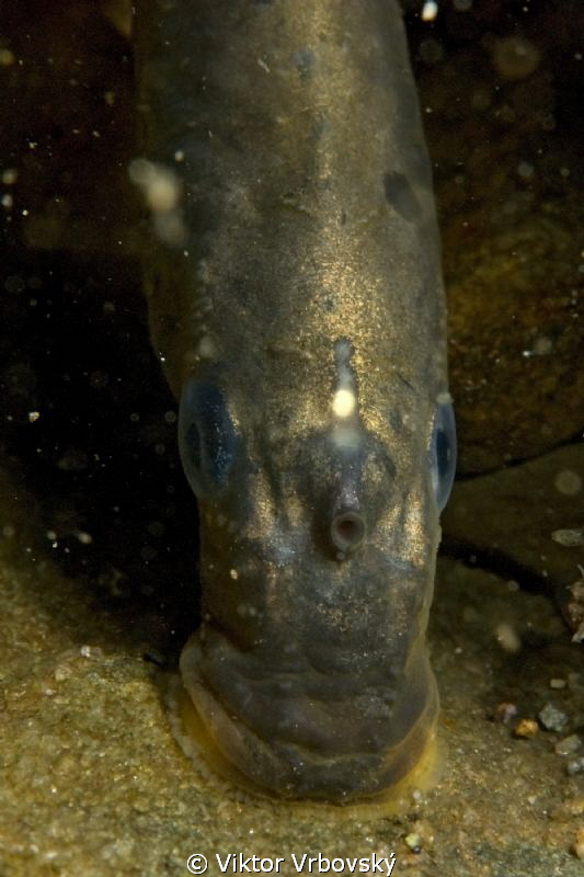 European Brook Lamprey  (Lampetra planeri) - single nostril by Viktor Vrbovský 