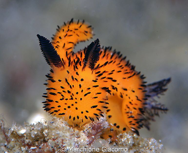 Tiny nudibranche "Pelouche"
Nikon d800E, 105 micro Nikon... by Marchione Giacomo 