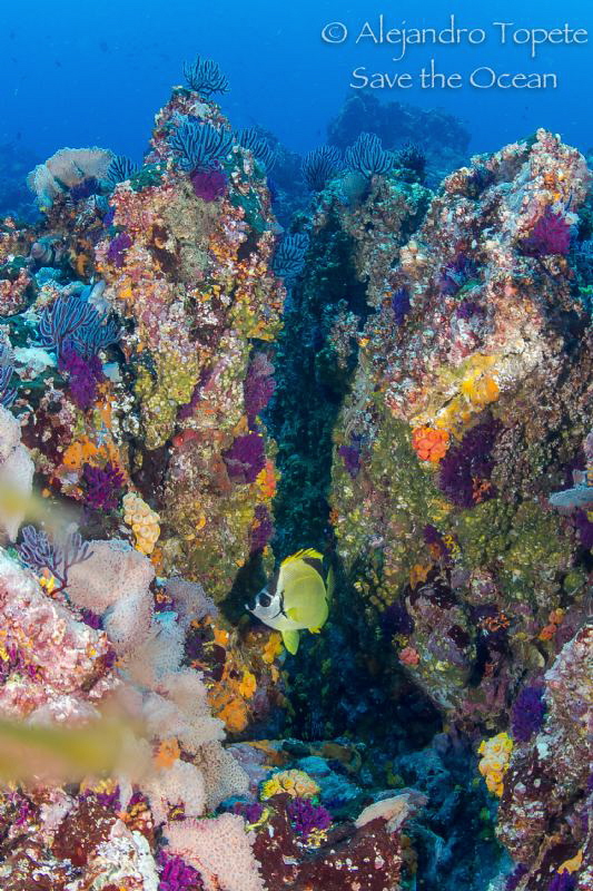 morey's hiding, Puerto Vallarta Mexico by Alejandro Topete 
