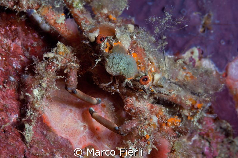 Blunt Decorated Crab by Marco Fierli 