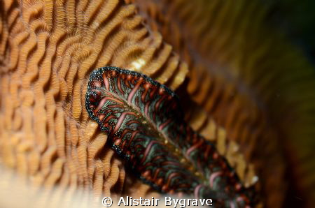 Persian carpet flatworm (Psuedobiceros bedfordi). d7000, ... by Alistair Bygrave 