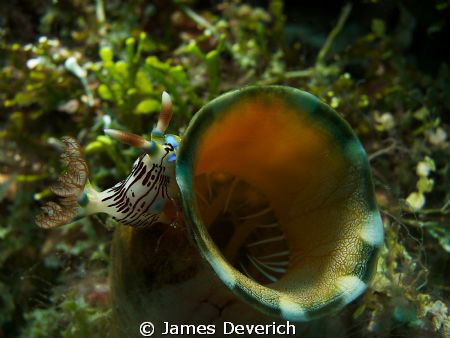 This one was barely touched in photo shop, only a hint of... by James Deverich 