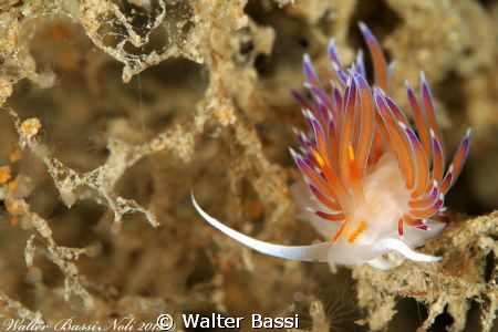 Cratena peregrina by Walter Bassi 