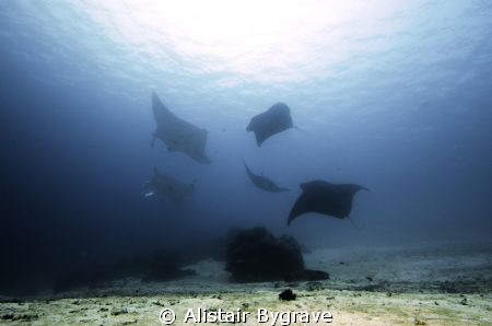 5 reef mantas, around bommie at manta sandy raja ampat. by Alistair Bygrave 