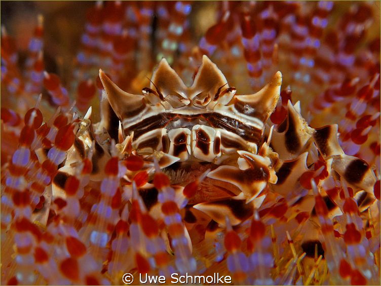 Japanese warlords helmet...
...or Zebra crab on sea urch... by Uwe Schmolke 